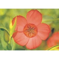 つくし工房 つくし びー看用写真ステッカー アマ(フラックス) PH23 1枚