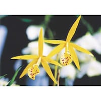 �����H�[�@�����@�с[�ŗp�ʐ^�X�e�b�J�[�@�J�g���A�@�o�g�P�X�@�P��