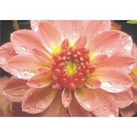 �����H�[�@�����@�с[�ŗp�ʐ^�X�e�b�J�[�@�_���A�@�o�g�Q�U�@�P��