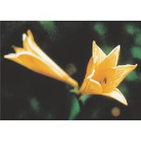 �����H�[�@�����@�с[�ŗp�ʐ^�X�e�b�J�[�@�j�b�R�E�L�X�Q�@�o�g�P�U�@�P��