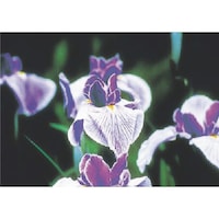 �����H�[�@�����@�с[�ŗp�ʐ^�X�e�b�J�[�@�A�C���X�@�o�g�P�P�@�P��