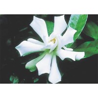 つくし工房 つくし びー看用写真ステッカー クチナシ PH12 1枚