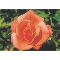 �����H�[�@�����@�с[�ŗp�ʐ^�X�e�b�J�[�@�o���@�o�g�Q�T�@�P��