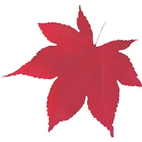 ���������@�s�j�f�@���}�R�[�@�^�����N���A�V�[�g�i�Q�O�O�����j�@�U�T�V�W�T�@�~�j�E�Ԃ��݂��@�p�j�k�Q�Q�O�P�@�P��