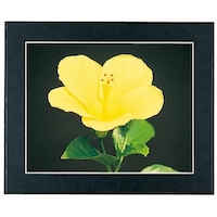 �������@�t�W�J���[�@�}�b�g�p�l���c�w�@�S���m�[�g���i�P�R�T�j�@�l�o�c�w�y�P�R�T�@�P��