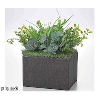 �A�Y�����@�t�F�C�N�O���[���@�{�b�N�X�^