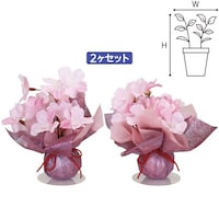 �A���t�@�@����{�[���o�n�o�Z�b�g