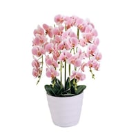 �s�n�o�o�`�m�@���ԁ@�Ӓ��������T�{�����@�s���N�@�P�P�[�X�i�S���j