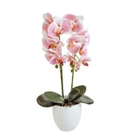 �s�n�o�o�`�m�@���ԁ@�Ӓ��������@�Q�{���@��s���N�@�P�P�[�X�i�P�Q���j