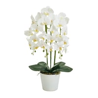 �s�n�o�o�`�m�@���ԁ@�Ӓ��������@�R�{���@���@�P�P�[�X�i�P�Q���j