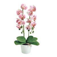 �s�n�o�o�`�m�@���ԁ@�Ӓ��������@�Q�{���@���s���N�@�P�P�[�X�i�Q�S���j