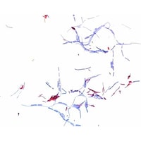 Merck チールネルセンカルボールフクシン染色液 顕微鏡用 109215 500ML 1.09215.0500
