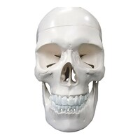 大阪人体模型センター 頭蓋骨 実物大 精密模型00319985x1