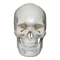 大阪人体模型センター 頭蓋骨 詳細解説モデル00319986x1