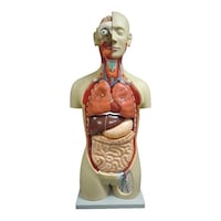 大阪人体模型センター 等身大全身内臓トルソー27分解モデル アルティメットEX