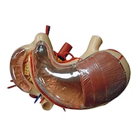 大阪人体模型センター 胃・十二指腸・膵臓模型00319999x1