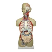 大阪人体模型センター 等身大 全身トルソー19分解モデル アルティメット