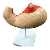 大阪人体模型センター 実物大 胃模型00320009x1