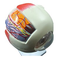 大阪人体模型センター 6倍拡大 目(眼球)模型00320011x1