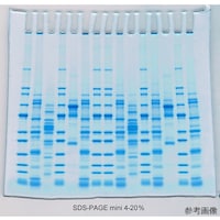 テフコ プレキャストゲル SDSPAGE mini 12% 1mm 15well 1箱(10枚入) 0100210
