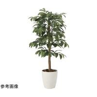 アートクリエイション アルデシア(万両)90 2032A140