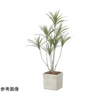アートクリエイション インテリアドラセナ 1.4(ポリセイ) 2590A580