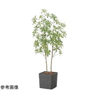 アートクリエイション インテリアフレッシュアセビ 1.5 2575A370