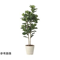 アートクリエイション カシワバゴム 1.8 2466A430