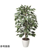 アートクリエイション ゴールデンフィカス 1.0 202A150
