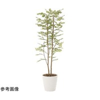 アートクリエイション ゴールデンリーフ 1.8 155P450