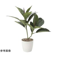 アートクリエイション ゴムノ木 637G50