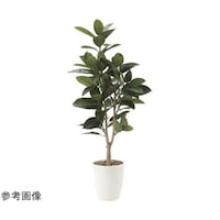 アートクリエイション ゴムノ木 1.25 710P250