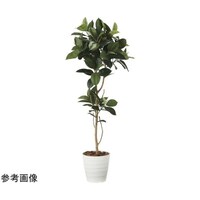 アートクリエイション ゴムノ木 1.8 2024P380