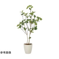 アートクリエイション サラサドウダン 1.2 2323A210