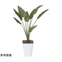 アートクリエイション ストレチア 1.1 196P230
