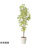 アートクリエイション スリムバウヒニア 1.5 2429A240