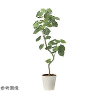 アートクリエイション ツイストウンベラータ 1.6 2495A450