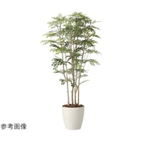 アートクリエイション ツートントネリコ 1.8 2443A650