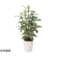 アートクリエイション ディフェンバキア 1.1 426A175