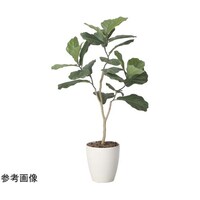 アートクリエイション デザインカシワバゴム 1. 1 2414A160