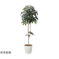 アートクリエイション デザインパキラ 1.8 2009P310