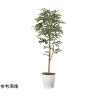 アートクリエイション トネリコ 1.6 2107P320