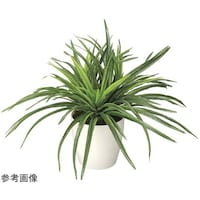 アートクリエイション ドラセナ 245K45