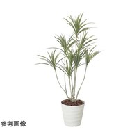 アートクリエイション ドラセナ 1.4(ポリセイ) 2593A480