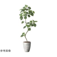 アートクリエイション ナチュラルウンベラータ 1.9(組立式) 2499A740