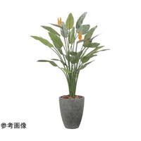 アートクリエイション ナチュラルストレチア花付 1.7 2526A800