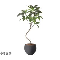 アートクリエイション ナチュラルツピタンサス 1.0 2409A190