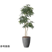アートクリエイション ナチュラルパキラ 1.8 2404P585