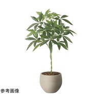 アートクリエイション ナチュラルパキラ 90 2408A215