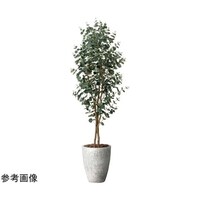 アートクリエイション ナチュラルユーカリ 1.8 2501P610
